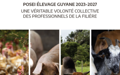 POSEI 2023-2027 – Point d’actualité